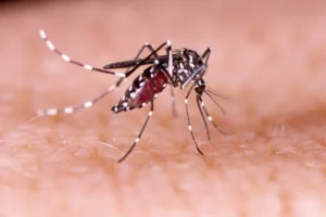 aedes-aegypti