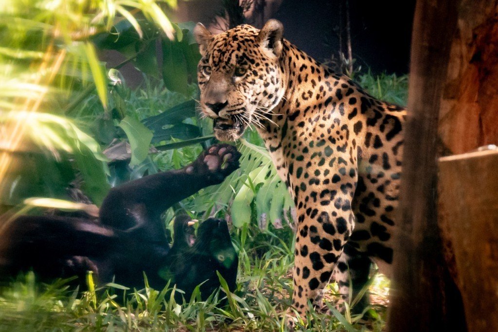 casal-de-oncas-pintadas-volta-a-frequentar-o-refugio-biologico-de-itaipu-6287fb1176835