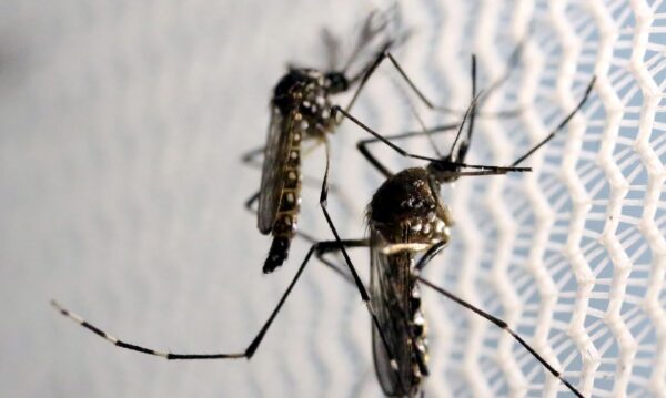 Mosquitos de Aedes aegypti são vistos no laboratório da Oxitec em Campinas