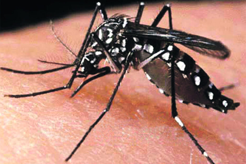 dengue-1