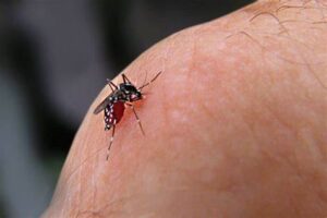 dengue_foz