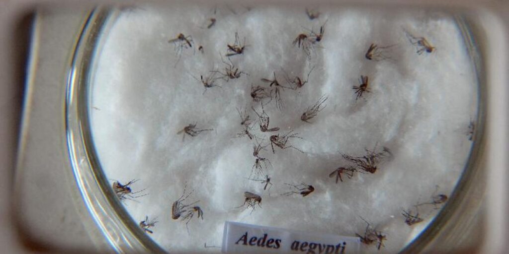 aedes_aegypti.jpg