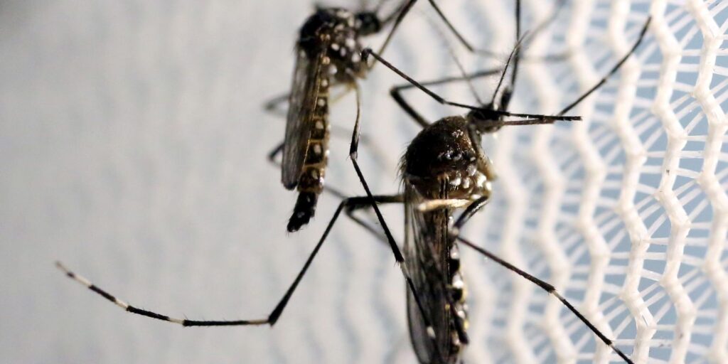 mosquitos_aedes_aegypti_dengue.jpg