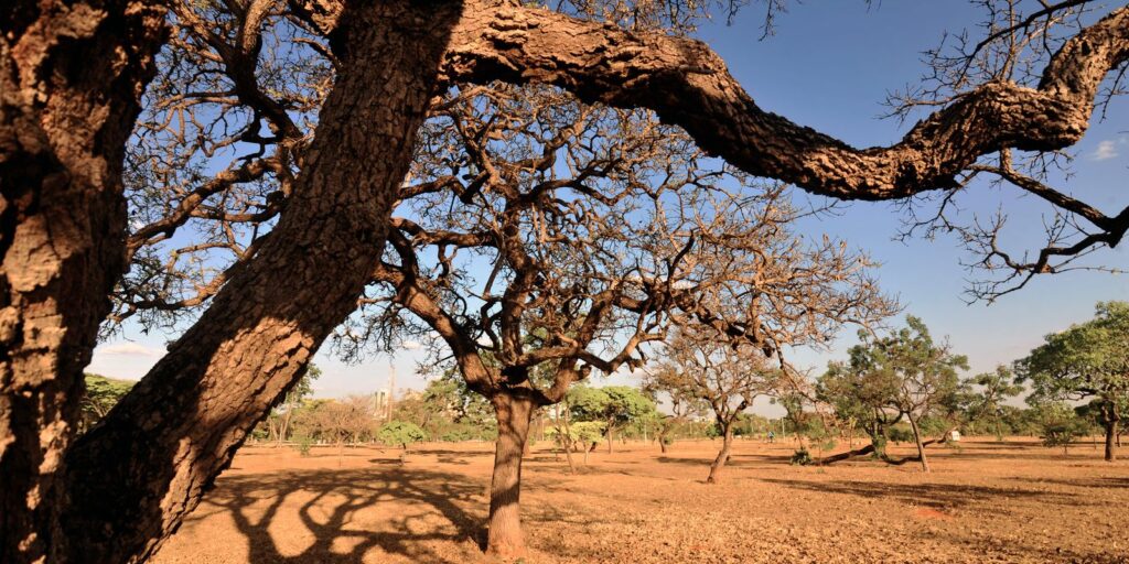 seca_cerrado170920112013_0.jpg