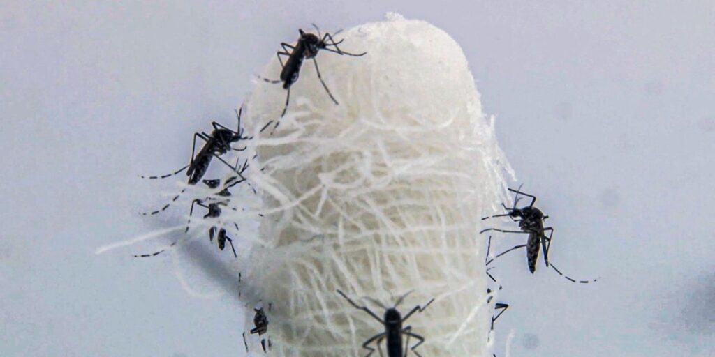 aedes_aegypti_e_o_mosquito_transmissor_do_virus_da_dengue_.jpg