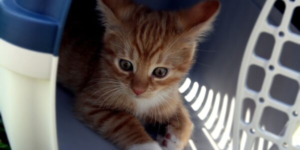 cat-5047346.jpg