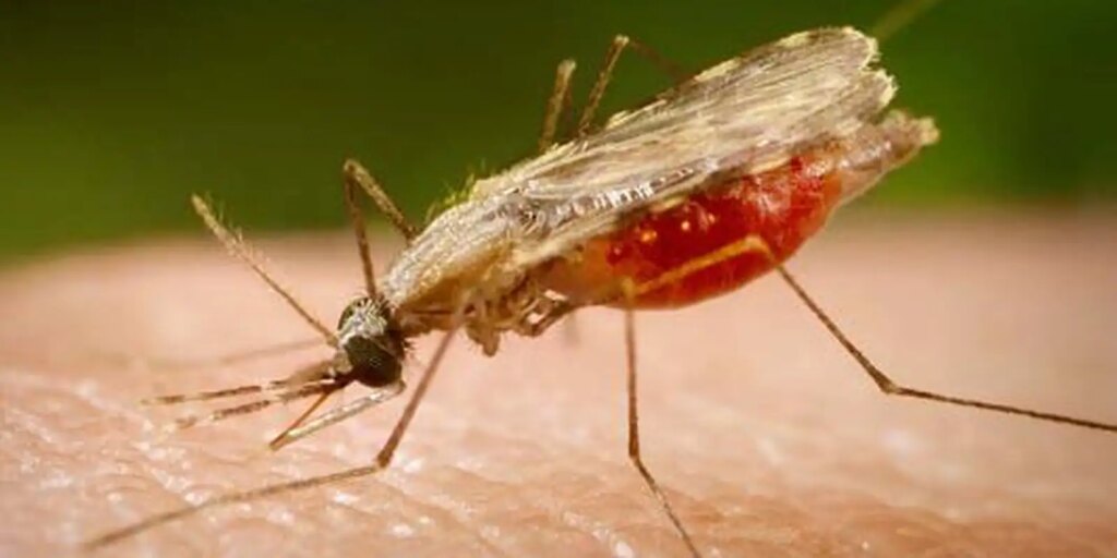 anopheles.portalbiologia.jpg