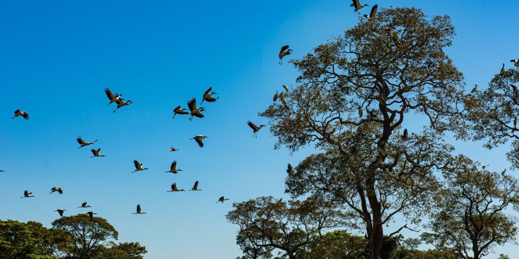 pantanal_matogrossense_0.jpg