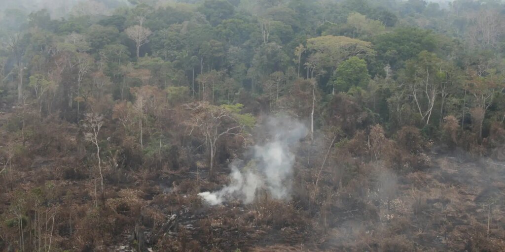 1724807949_2024-03-03t010536z_1935154667_rc2rd6adelkv_rtrmadp_3_brazil-fires.jpg