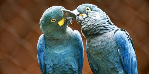 arara-azul-de-lear_12_0.jpg