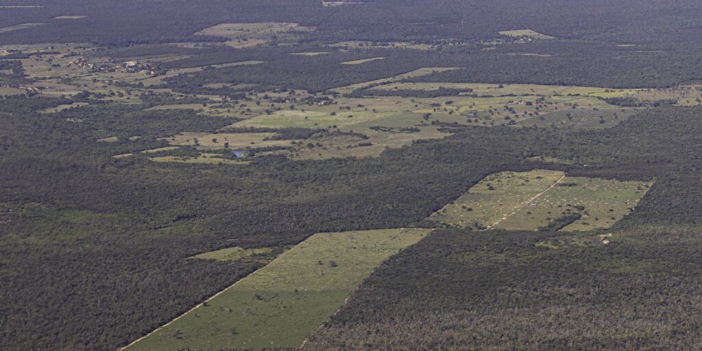 20240501_barra_bahia_brasil_sos_mata_atlantica_thomas_bauer-1.jpg