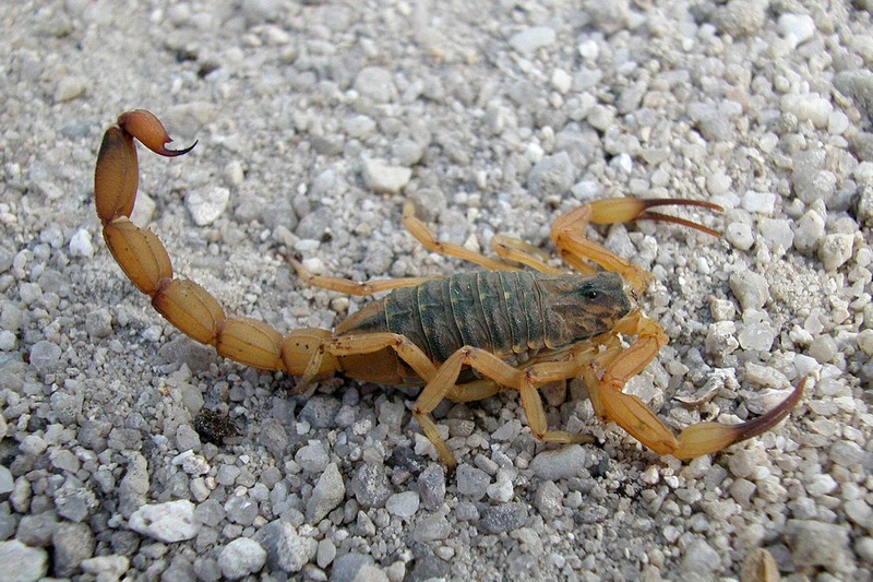 ESORPIÃO