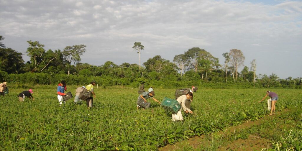 agricultores_familiares_colhem_feijao-caupi_-_emanuel_cavalcante_-_embrapa_amapa.jpg