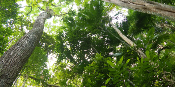 nossos_biomas_mata_atlantica_02.png