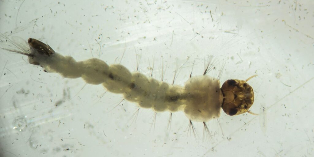 mosquitos_com_wolbachia6.jpg