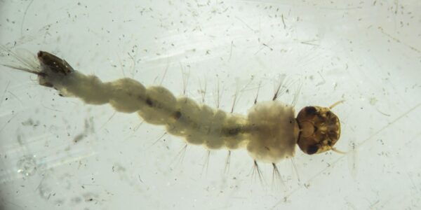 mosquitos_com_wolbachia6.jpg