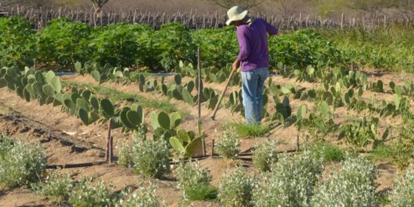 produtor_rural_no_semiarido.jpg