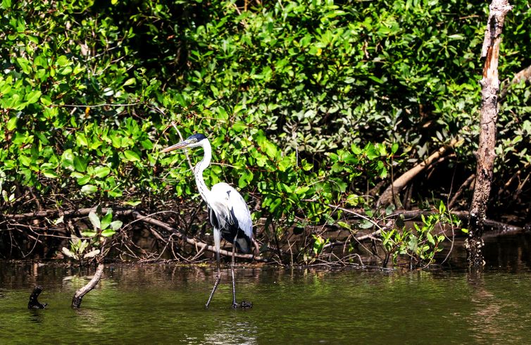 Guapimirim (RJ), 30/03/2023 - Uma Guarça-moura(Ardea cocoi) pousa perto de manguezal na Área de Proteção Ambiental (APA) de Guapimirim, Guapimirim, Região Metropolitana do Rio de Janeiro. 
Foto: Tânia Rêgo/Agência Brasill