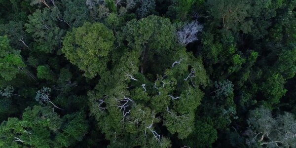 1755561770_floresta_amazonica_vista_de_cima.jpg