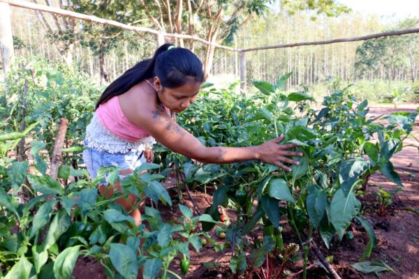 AVÁ GUARANI