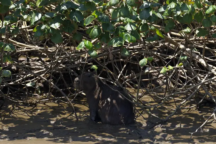 Guapimirim (RJ), 16/10/2024 - Capivara (Hydrochoerus hydrochaeris) no manguezal do Rio Macacu, que desagua na Baía de Guanabara, na Estação Ecológica da Guanabara, na Área de Proteção Ambiental (APA) de Guapi-Mirim.  Foto: Fernando Frazão/Agência Brasil