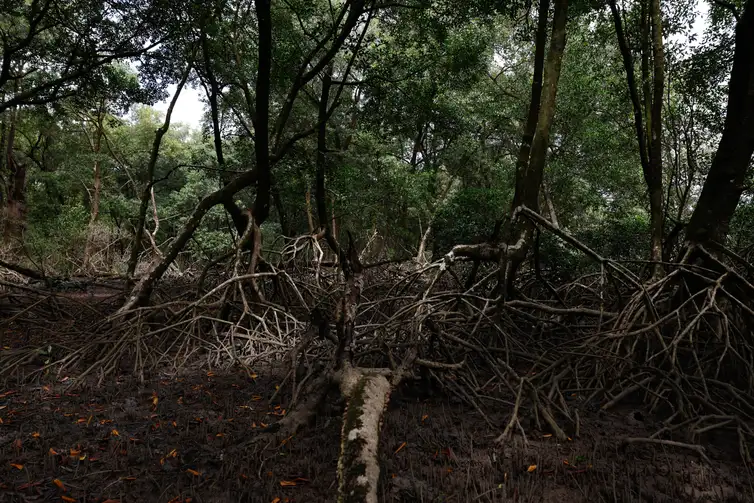 Fernando Frazão/Agência Brasil Bragança (PA), 12/06/2025 – Área de manguezal na Reserva Extrativista Marinha de Caeté-Taperaçu monitorada pelo projeto Mangues da Amazônia. Foto: Fernando Frazão/Agência Brasil
