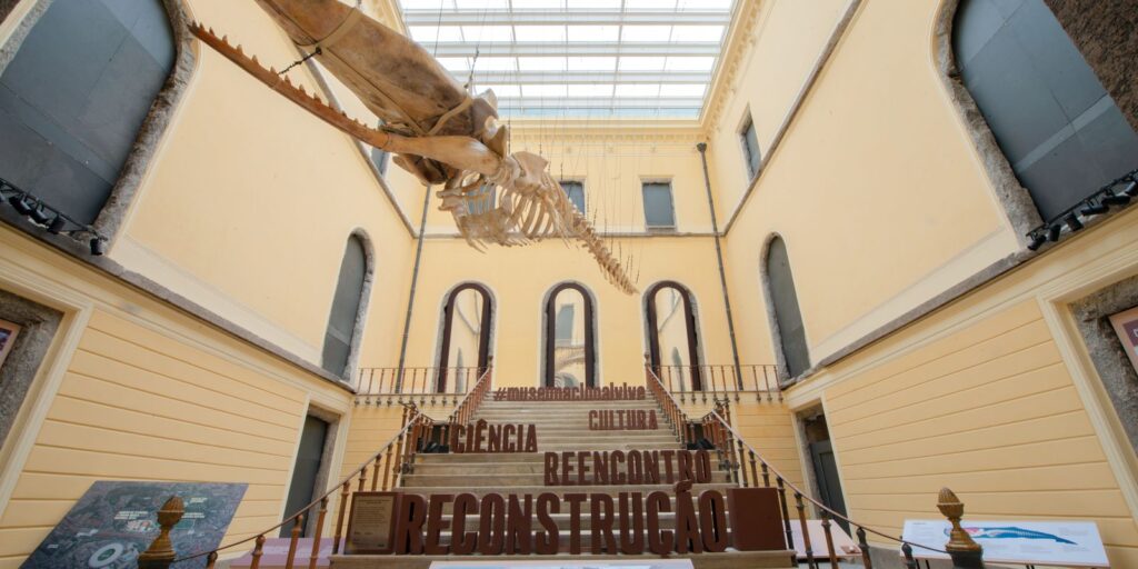 cachalote_foto_de_felipe_cohen_projeto_museu_nacional_vive.jpg