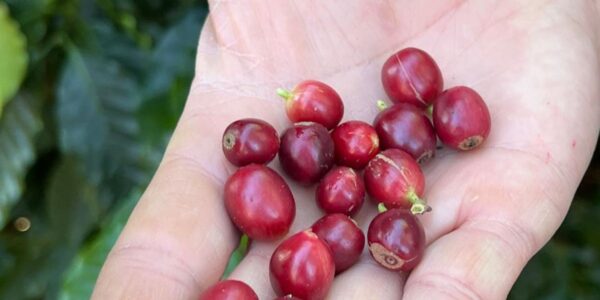 cafe_produizido_pela_fazenda_florenca.jpg