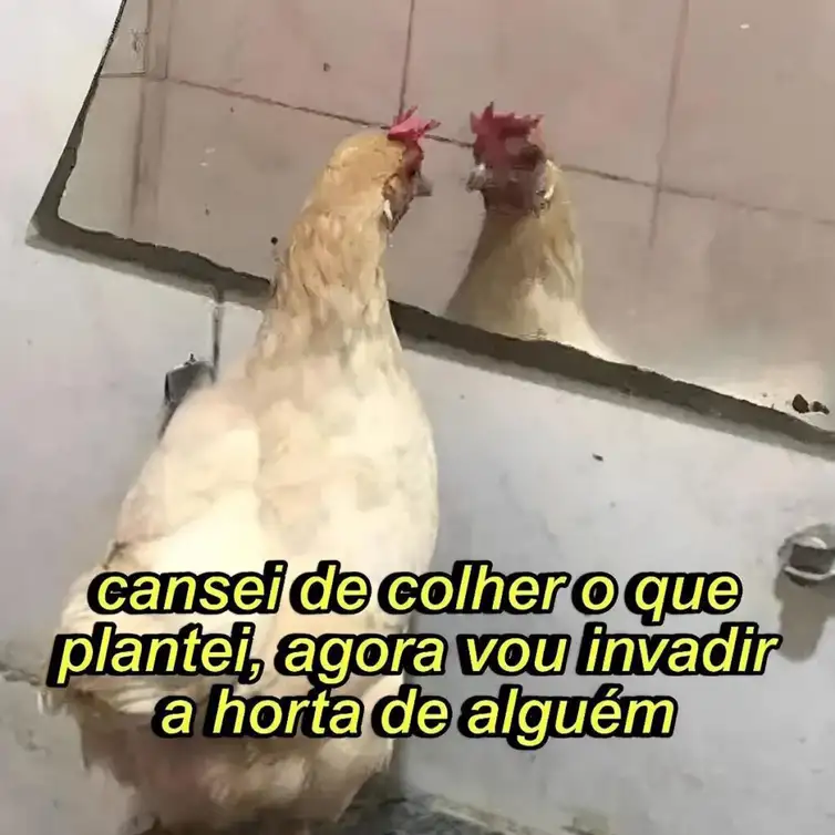 São Paulo (SP), 27/08/2025 - Meme da exposição Meme: No Br@sil da memeficação. Foto: galinhas.inseguras/Instagram