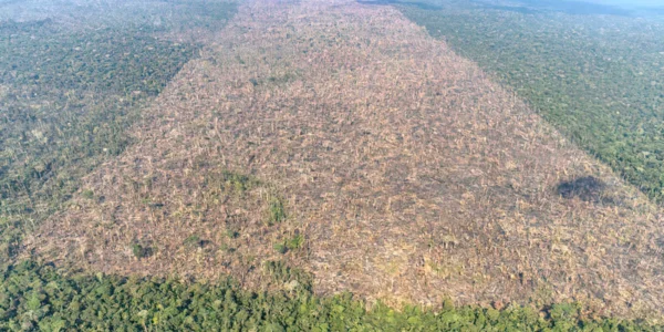 desmatamento-em-labrea-municipio-do-sul-do-amazonas-foto-victor-moriyama-amazonia-em-chamas-2021-2.j.webp