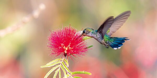 calliandra_dysantha_thalurania_furcata.jpg