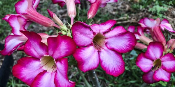 flores_2309221073.jpg