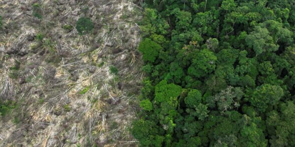 2024-04-18t061539z_305768858_rc22vy97uasu_rtrmadp_3_climate-change-amazon-bonds.jpg