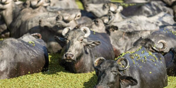 bufalos-fazenda-mironga-mc_abr_01102025-6.jpg