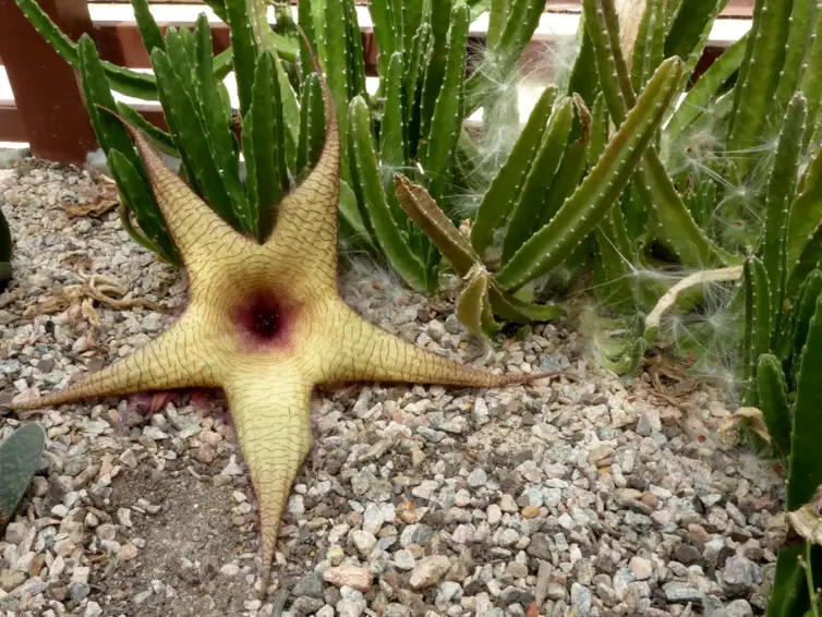 Rio de Janeiro (RJ), 20/10/2025 - Semana da Ciência no Jardim Botânico do Rio. Cacto estrela do mar. Foto: Alexandre Machado/Divulgação