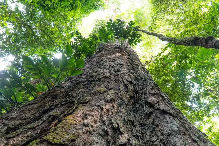 Agência Pará/Divulgação Baixo Amazonas (PA), 17/09/2022 - A árvore gigante da Amazônia brasileira, a quarta maior do mundo, está em território paraense: o angelim vermelho (Dinizia excelsa), com 88,5 metros de altura e 3,15 m de diâmetro, variando de 400 a 600 anos de existência, é encontrado na Unidade de Conservação Estadual de Uso Sustentável Floresta Estadual do Paru (Flota do Paru), na Região de Integração Baixo Amazonas, no oeste paraense. Foto: Agência Pará/Divulgação