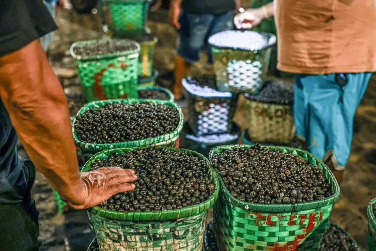 Belém (PA), 13/10/2025 -  Movimentação durante a madrugada no mercado de açaí e peixes do Ver-o-Peso, considerada a maior feira livre da América Latina. Foto: Marcelo Camargo/Agência Brasil