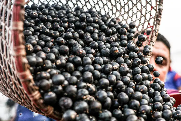 Belém (PA), 13/10/2025 - Movimentação durante a madrugada no mercado de açaí e peixes do Ver-o-Peso, considerada a maior feira livre da América Latina. Foto: Marcelo Camargo/Agência Brasil