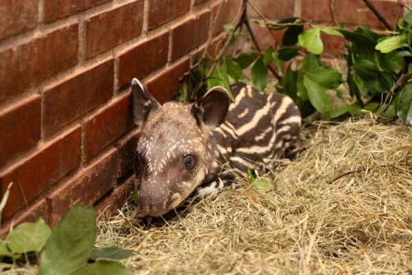 Refúgio Biológico da Itaipu