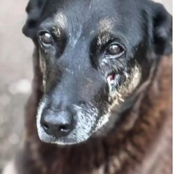 Polícia quer apreender passaporte de envolvido na morte do cão Orelha