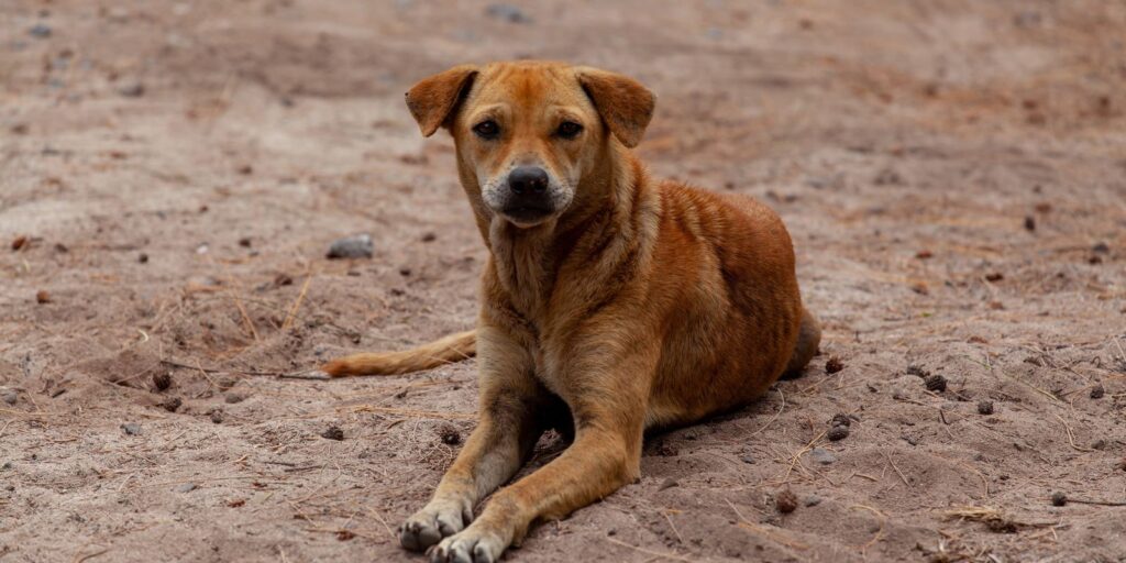 stray-dog-on-beach-4508243.jpg