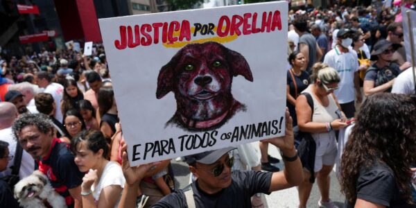 2026-02-01t201838z_1320438574_rc22dja8y3s7_rtrmadp_3_brazil-protest-animal-rights.jpg